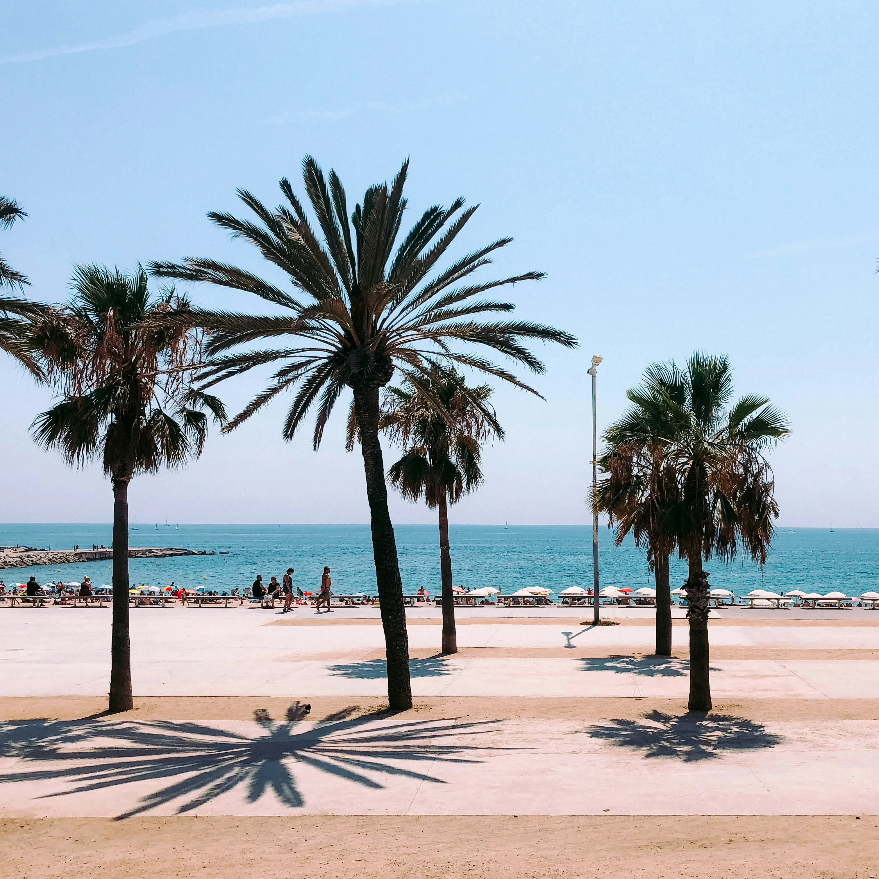 Palm trees